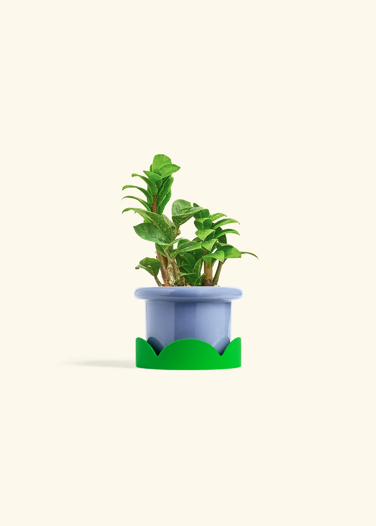 ZZ Plant 'Zenzi', Small - Image 13