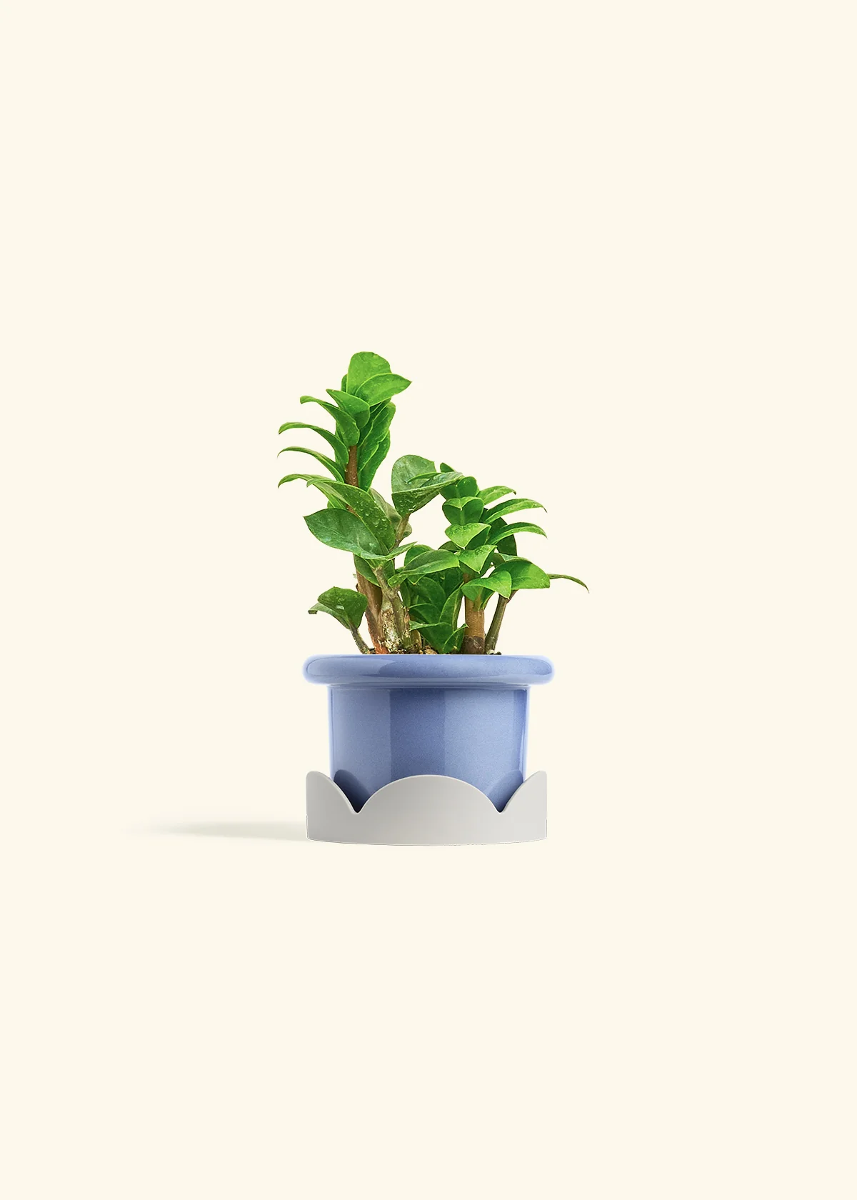 ZZ Plant 'Zenzi', Small - Image 14