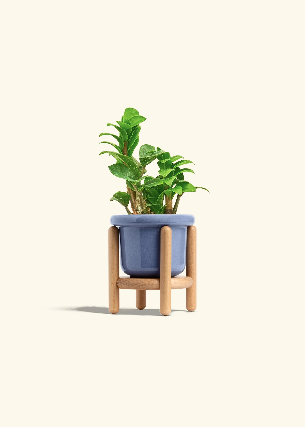 ZZ Plant 'Zenzi', Small - Image 15