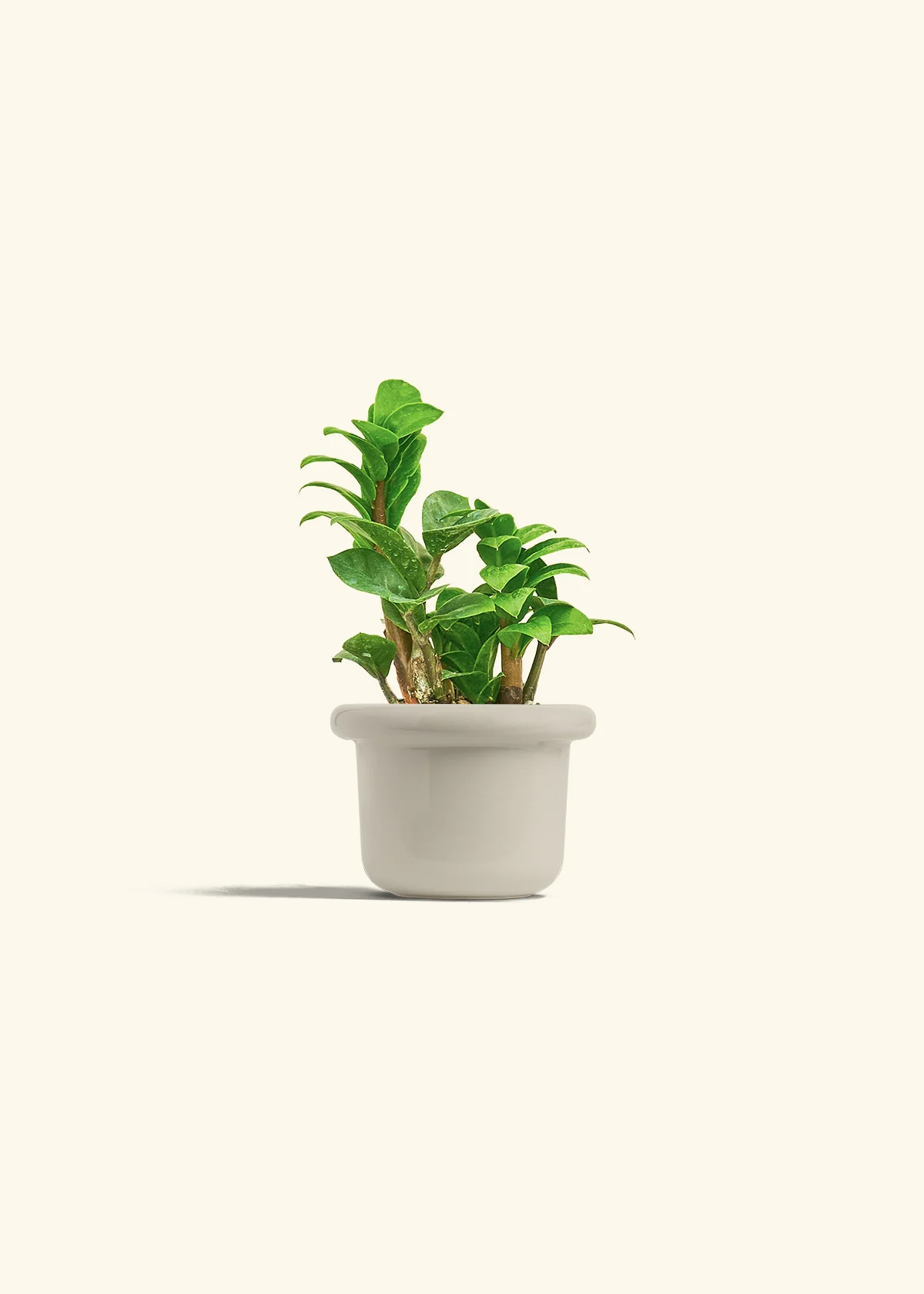 ZZ Plant 'Zenzi', Small - Image 16