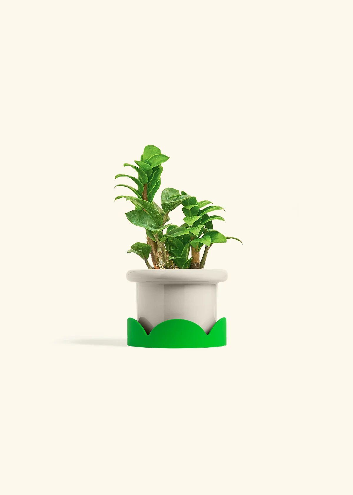 ZZ Plant 'Zenzi', Small - Image 17