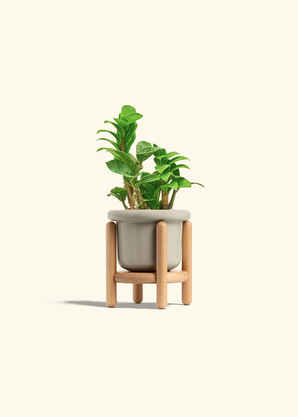 ZZ Plant 'Zenzi', Small - Image 19