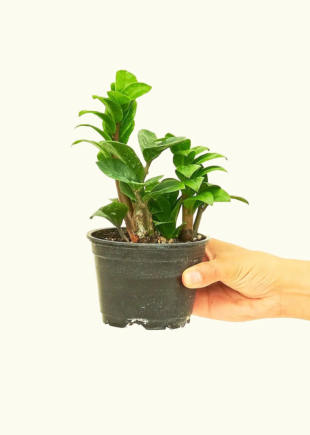 ZZ Plant 'Zenzi', Small - Image 2