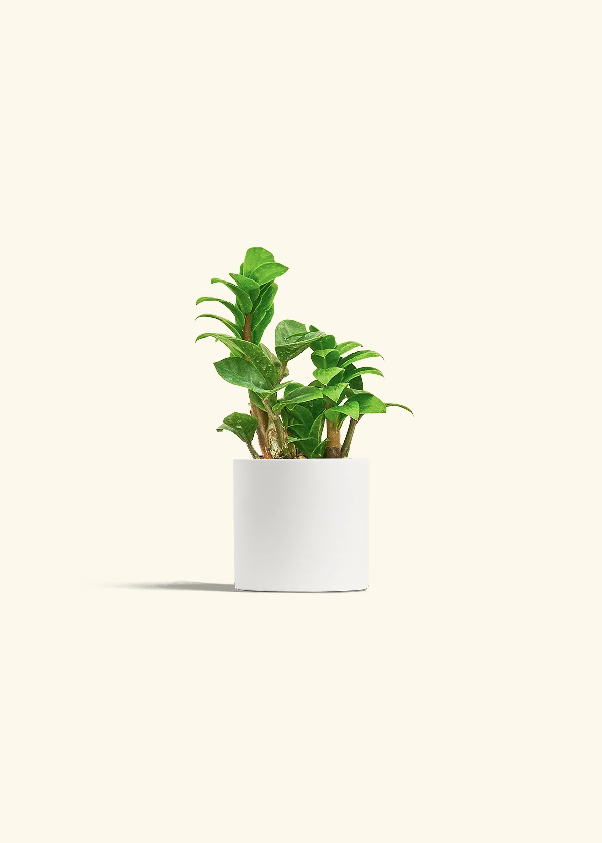 ZZ Plant 'Zenzi', Small - Image 20