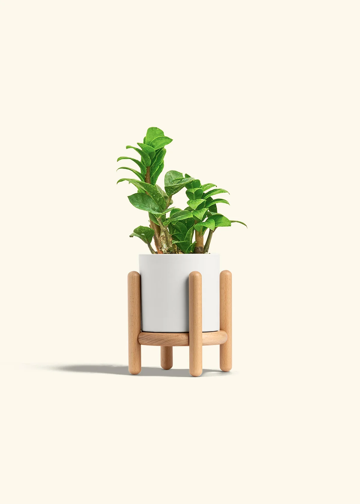 ZZ Plant 'Zenzi', Small - Image 23