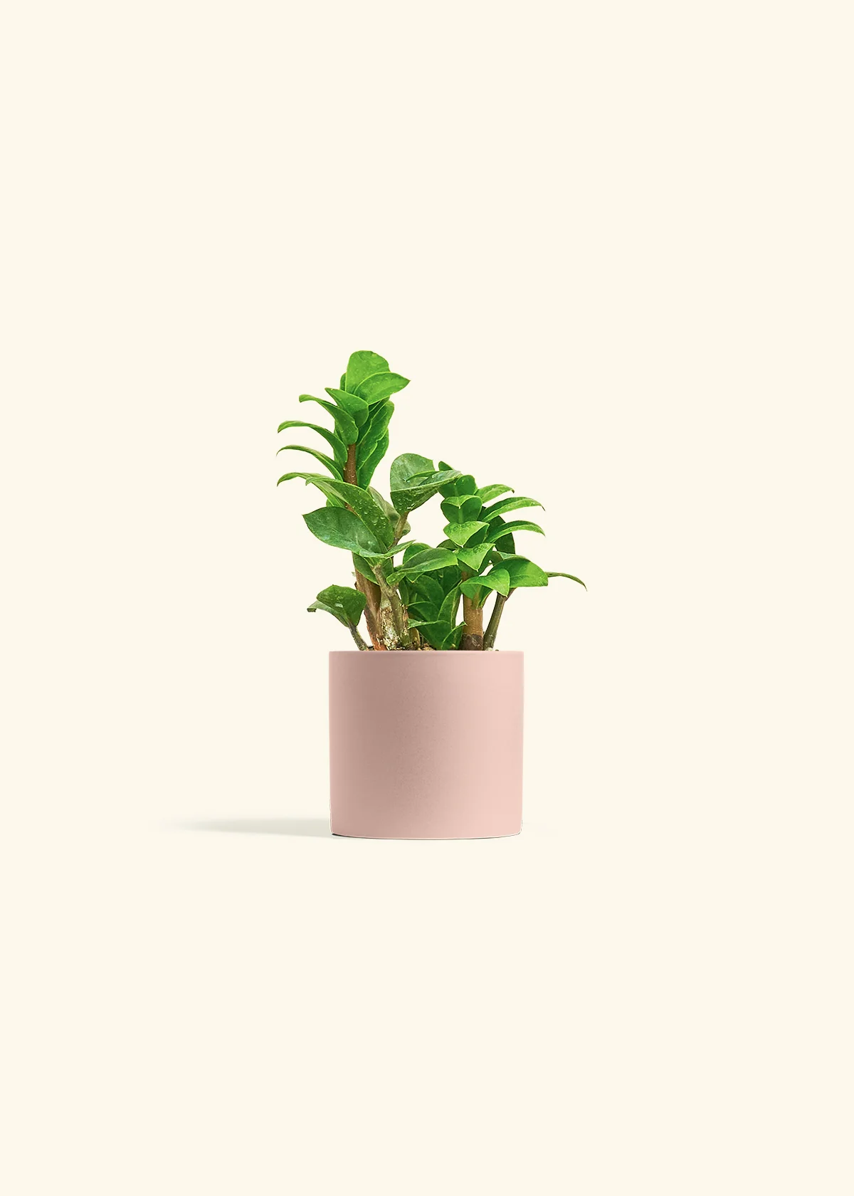 ZZ Plant 'Zenzi', Small - Image 24