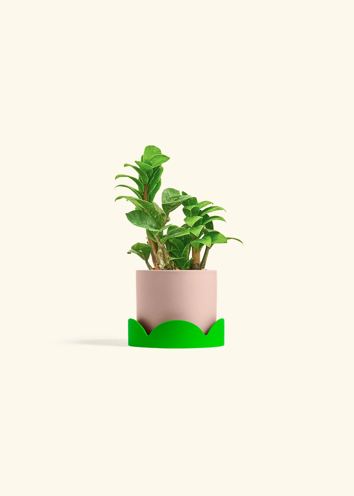 ZZ Plant 'Zenzi', Small - Image 25