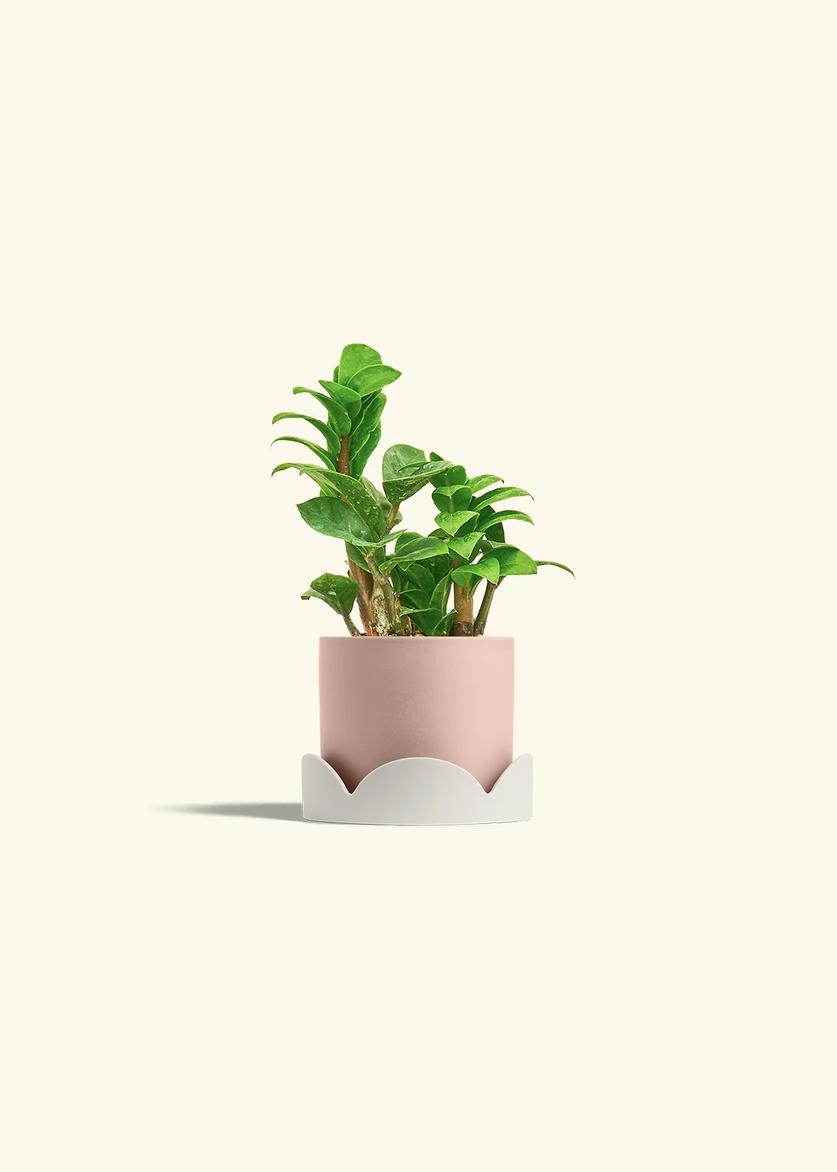 ZZ Plant 'Zenzi', Small - Image 26