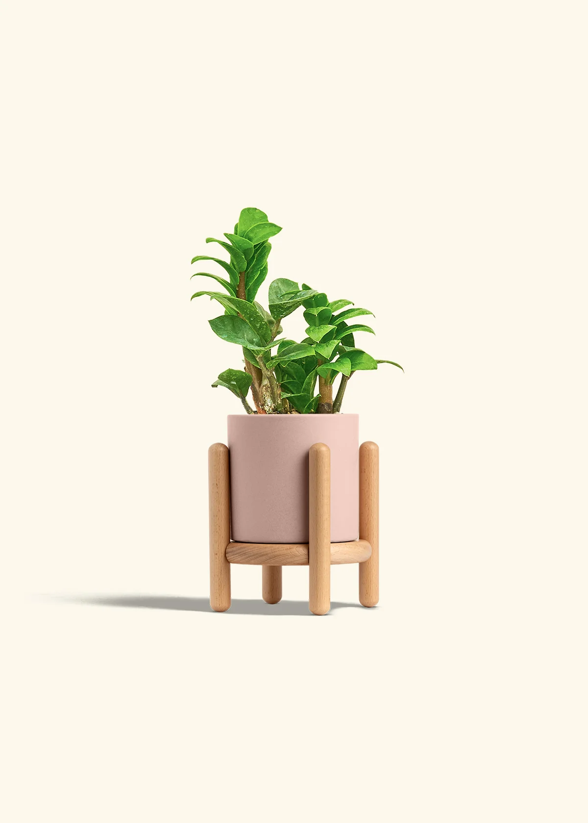 ZZ Plant 'Zenzi', Small - Image 27