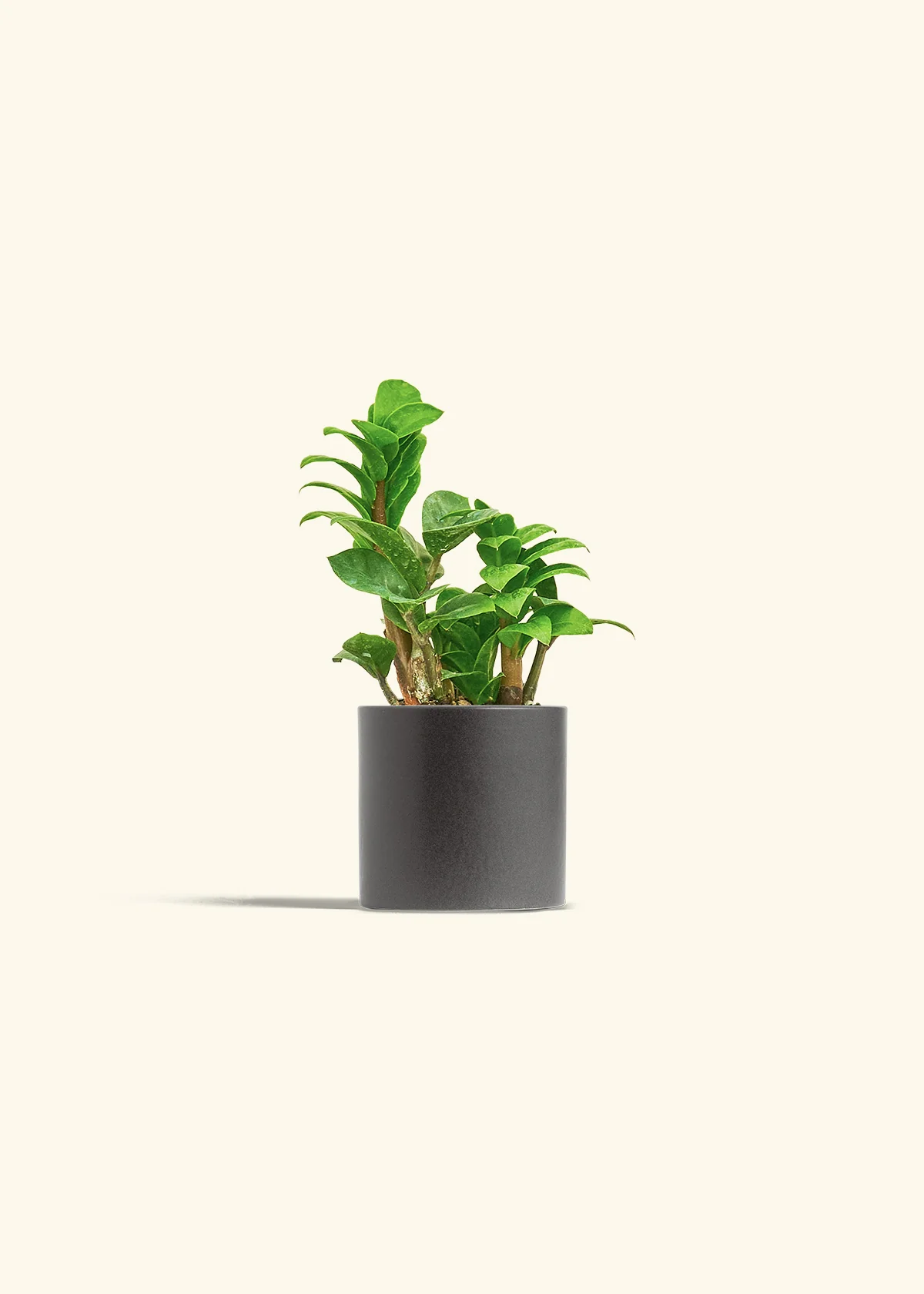 ZZ Plant 'Zenzi', Small - Image 28