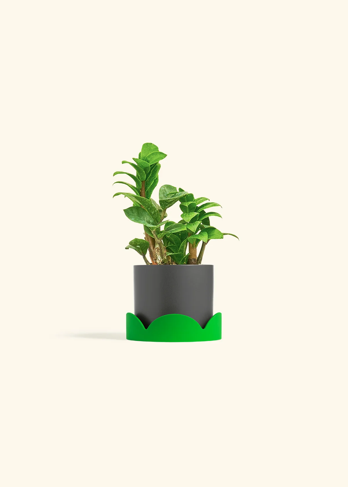 ZZ Plant 'Zenzi', Small - Image 29