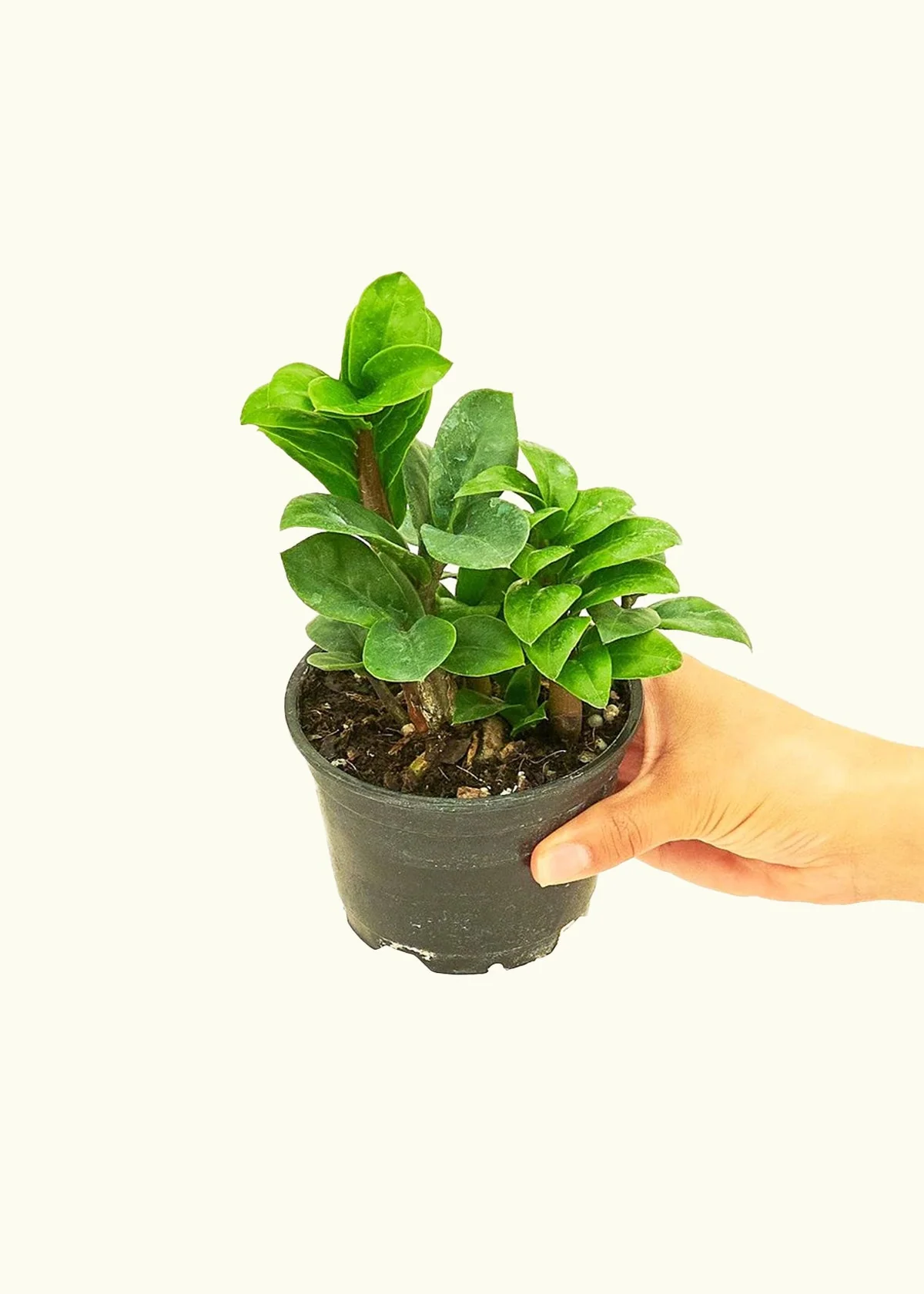 ZZ Plant 'Zenzi', Small - Image 3
