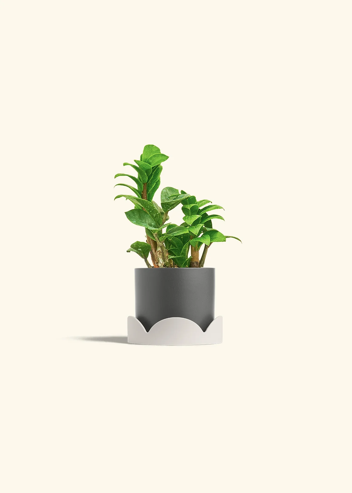 ZZ Plant 'Zenzi', Small - Image 30