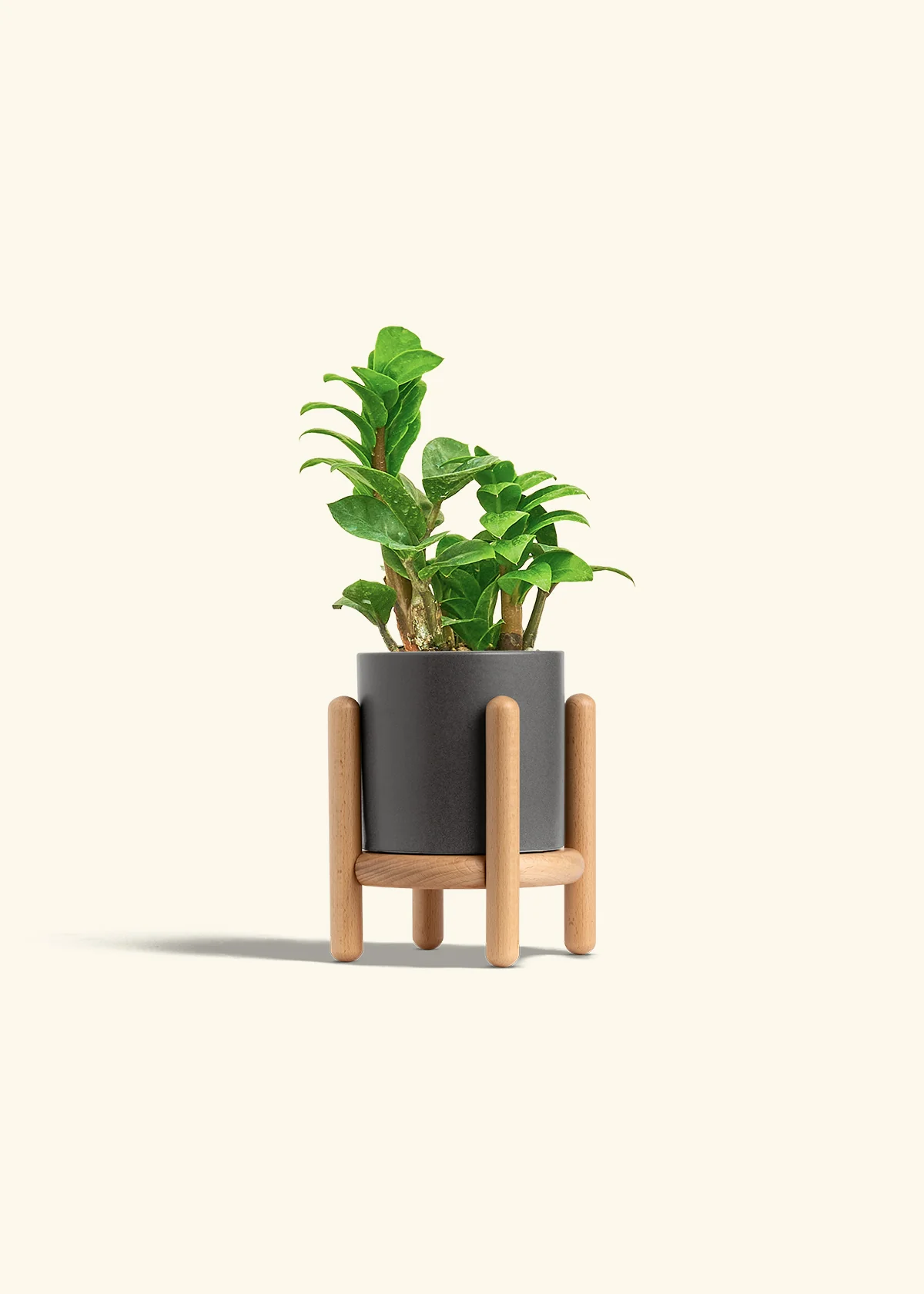 ZZ Plant 'Zenzi', Small - Image 31