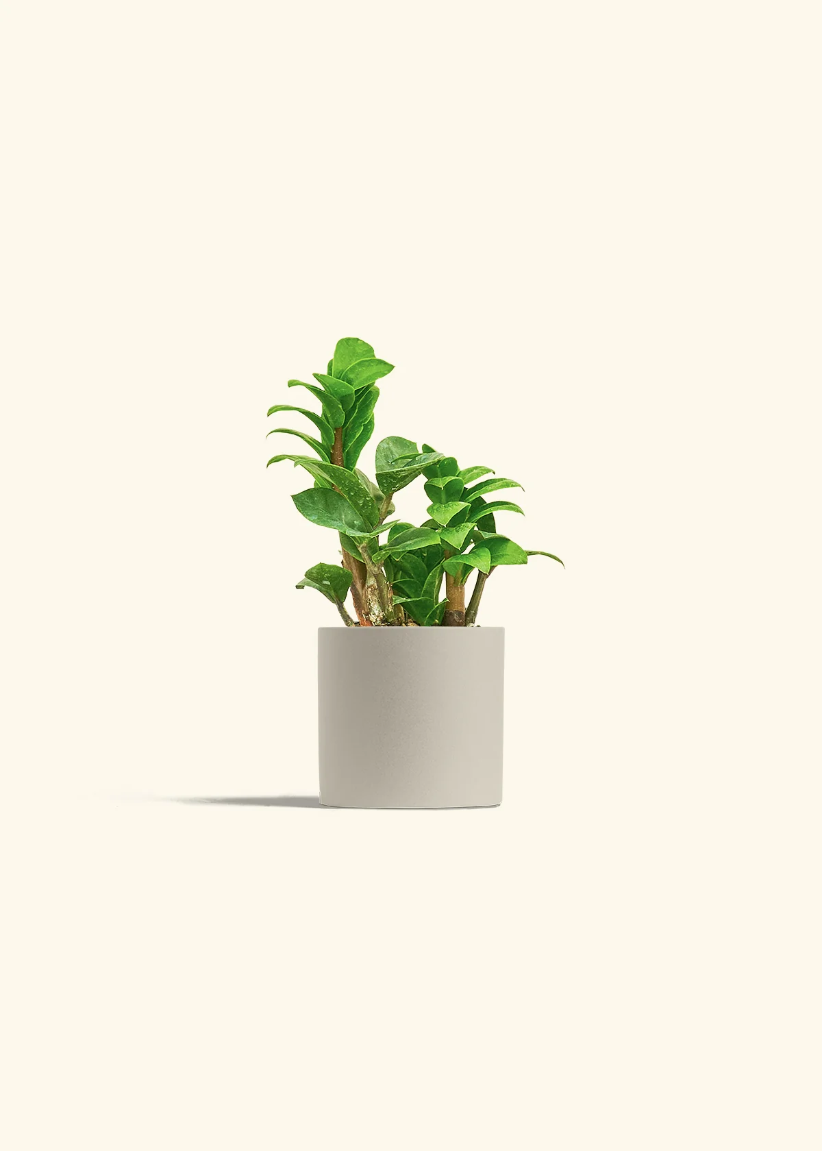 ZZ Plant 'Zenzi', Small - Image 32