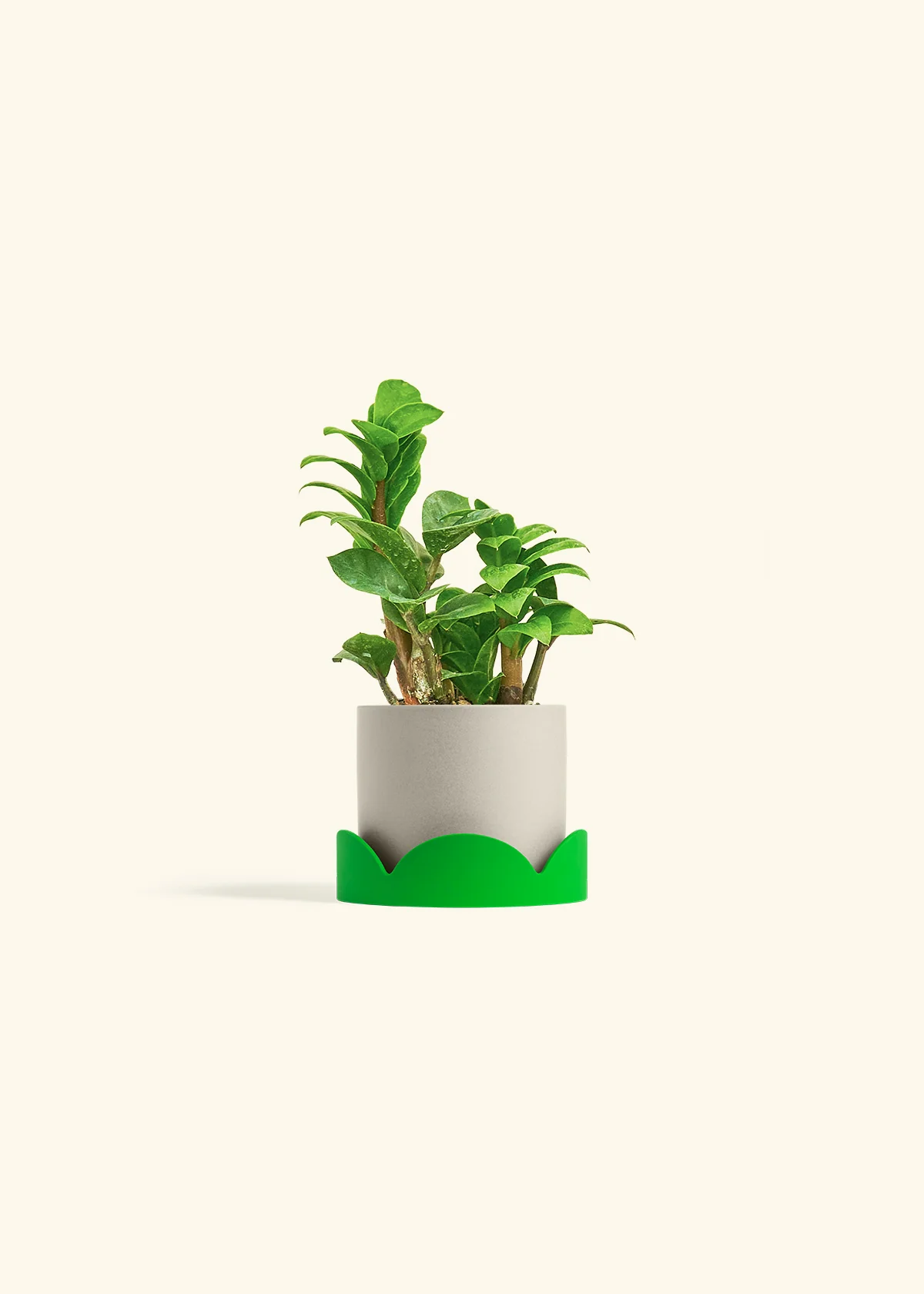ZZ Plant 'Zenzi', Small - Image 33