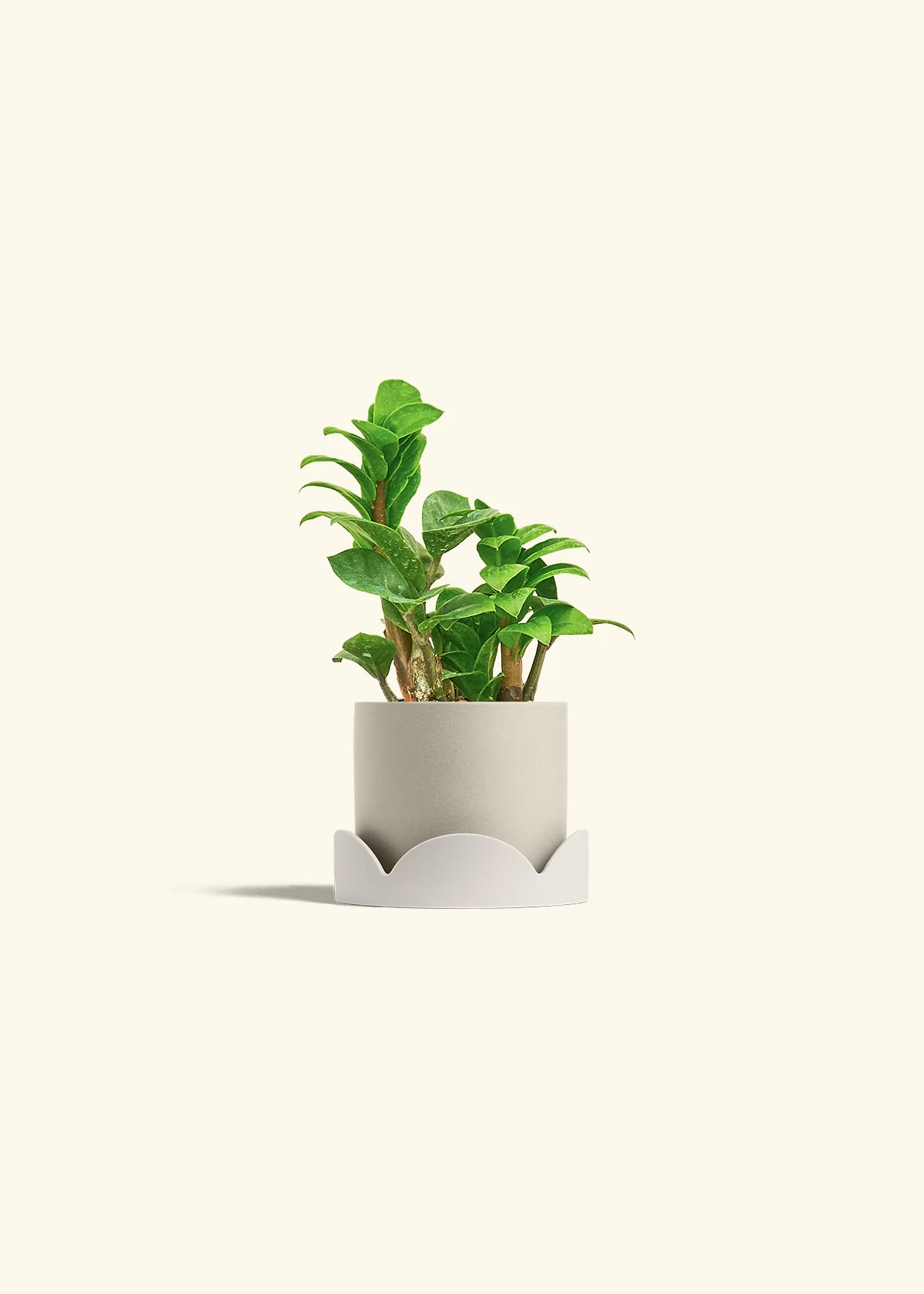 ZZ Plant 'Zenzi', Small - Image 34