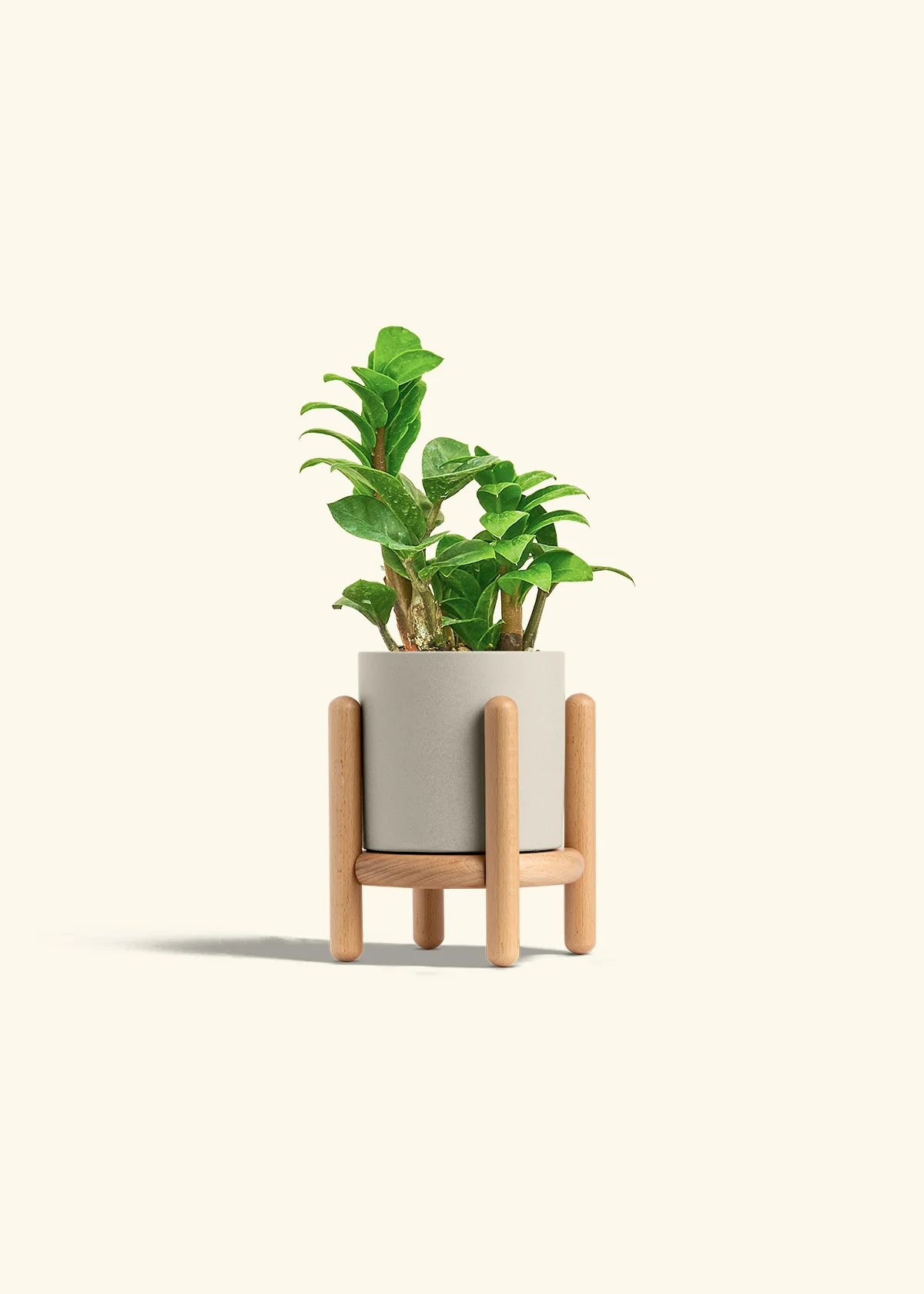 ZZ Plant 'Zenzi', Small - Image 35