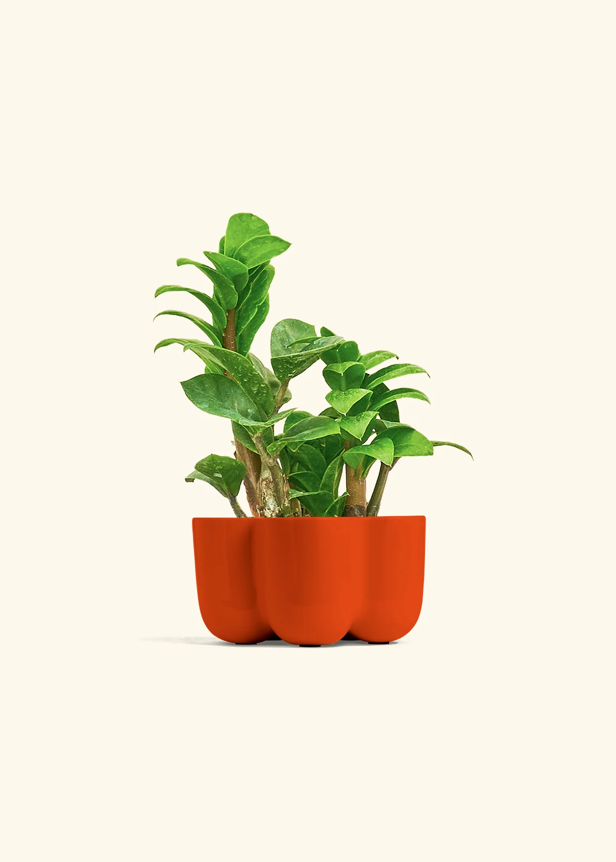 ZZ Plant 'Zenzi', Small - Image 36