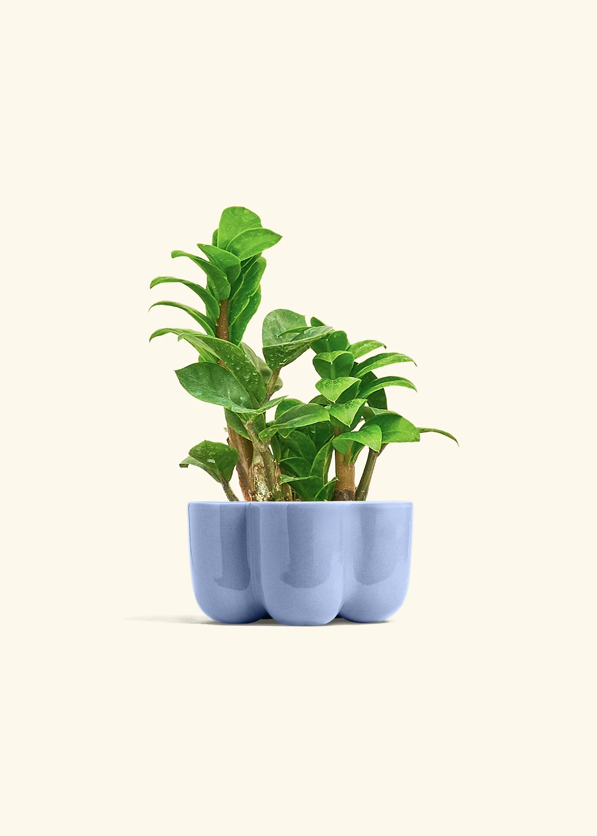 ZZ Plant 'Zenzi', Small - Image 37