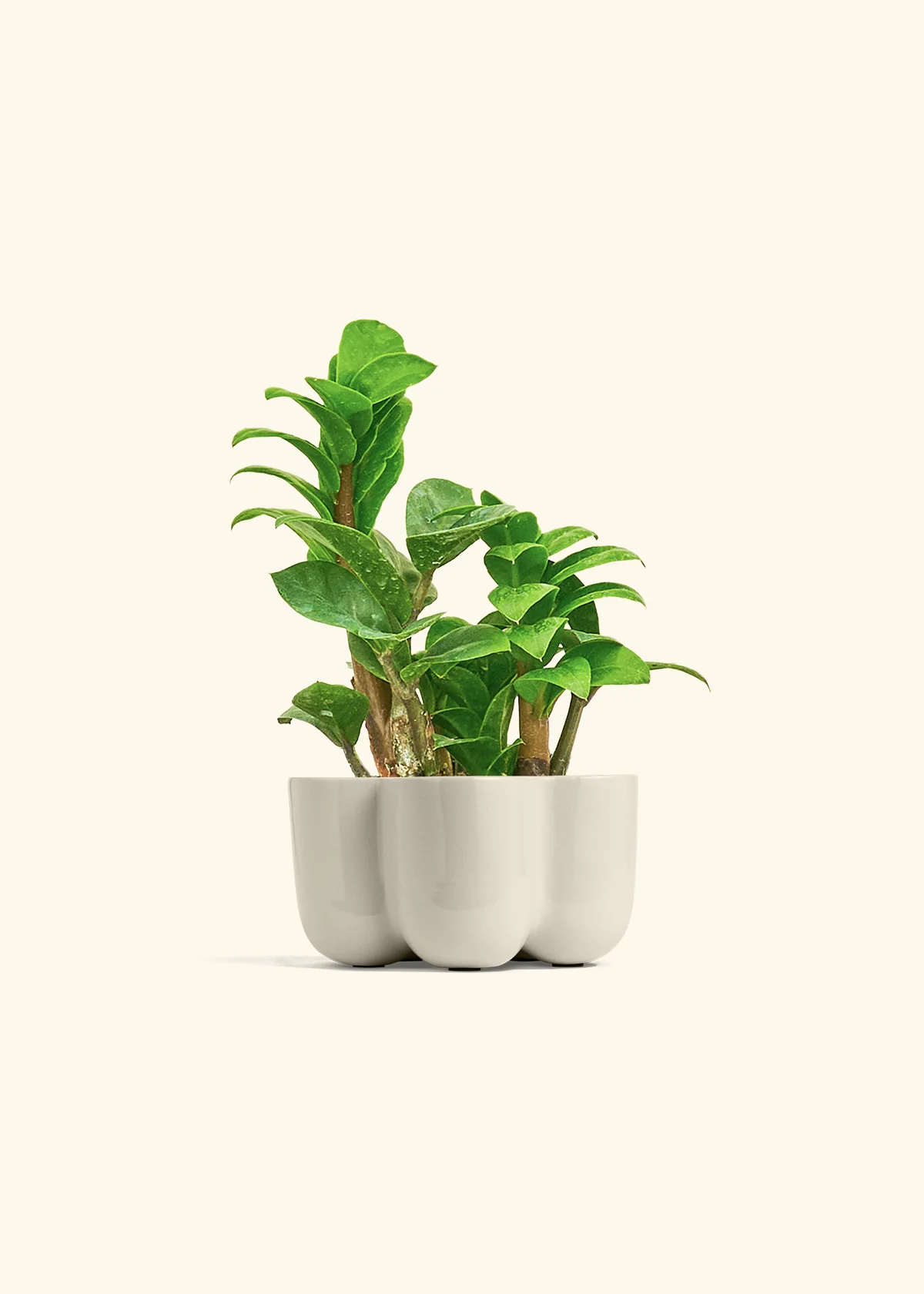 ZZ Plant 'Zenzi', Small - Image 38
