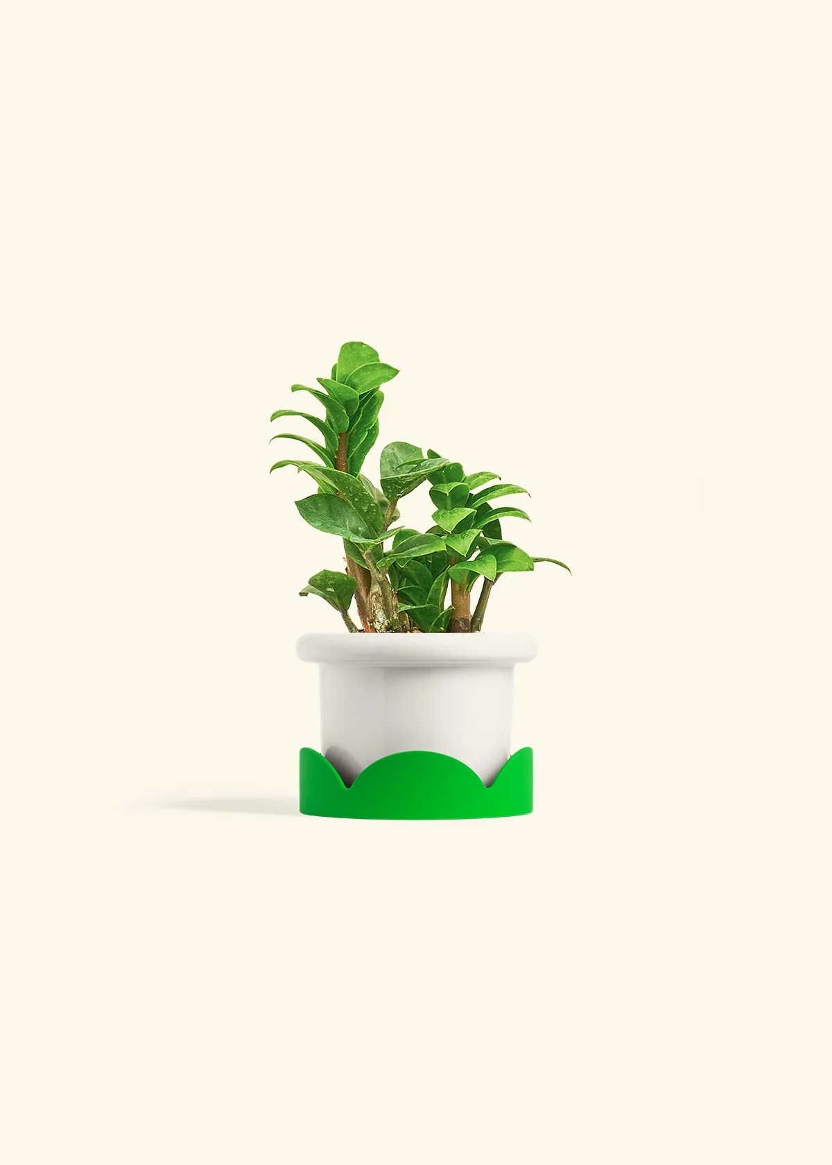 ZZ Plant 'Zenzi', Small - Image 5