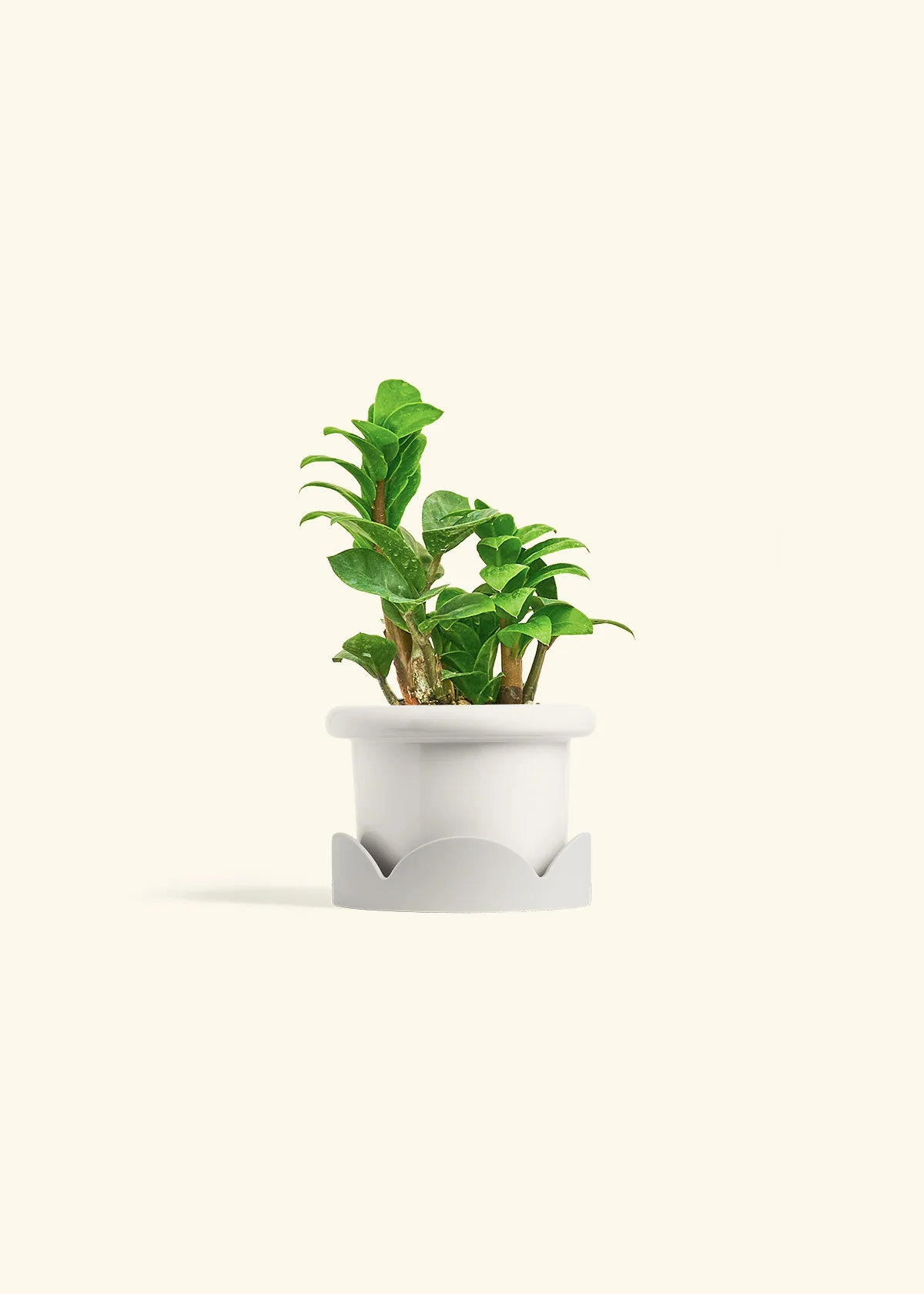 ZZ Plant 'Zenzi', Small - Image 6