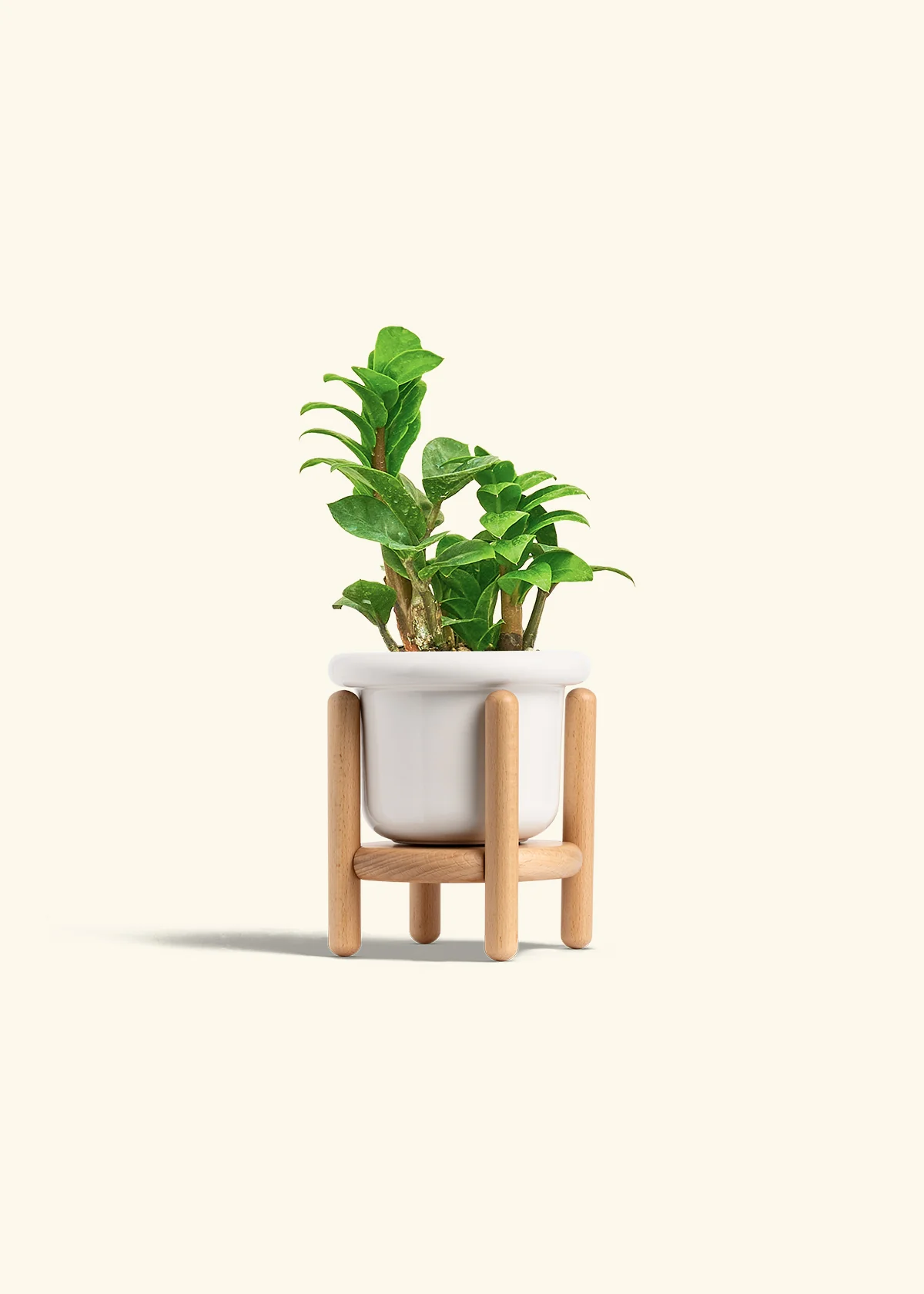 ZZ Plant 'Zenzi', Small - Image 7