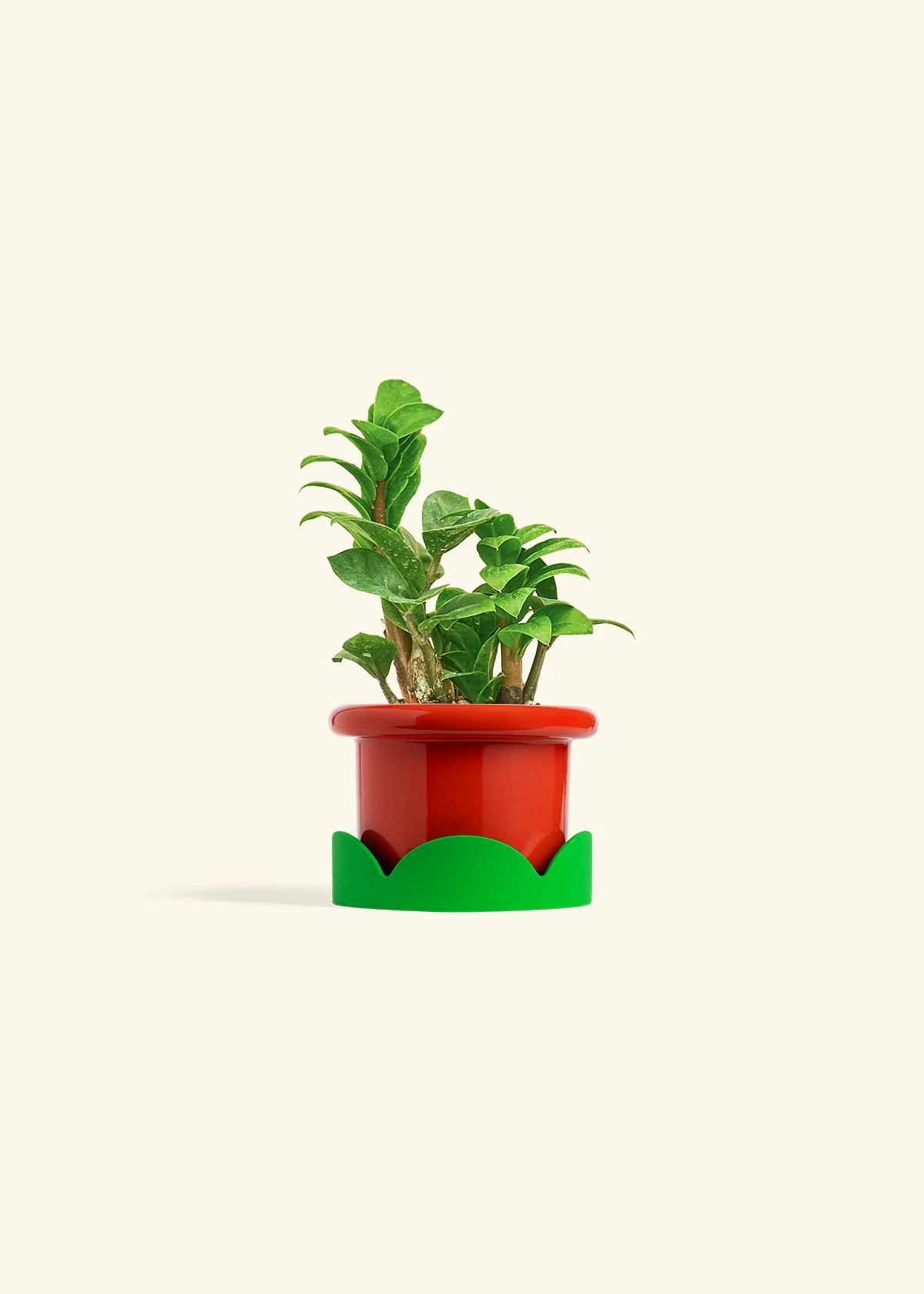 ZZ Plant 'Zenzi', Small - Image 9