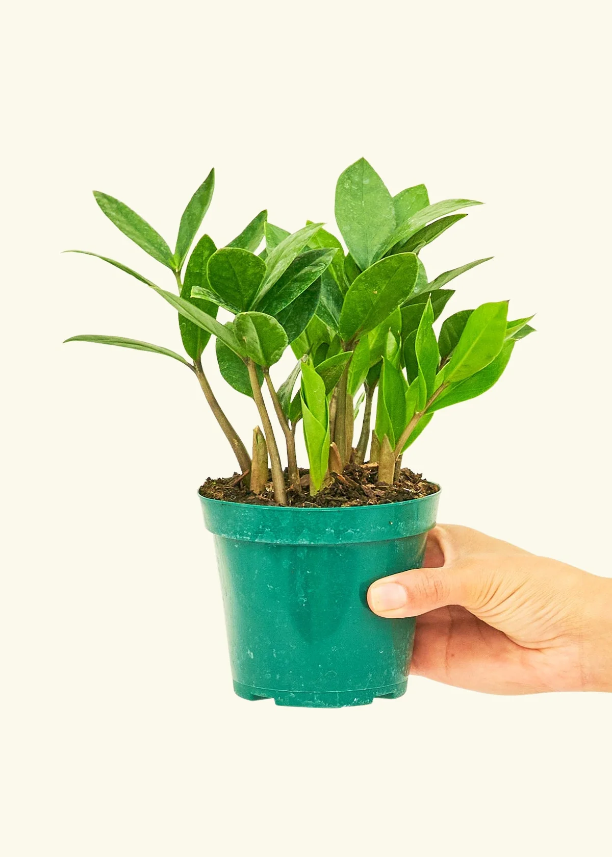 ZZ Plant, Small - Image 2
