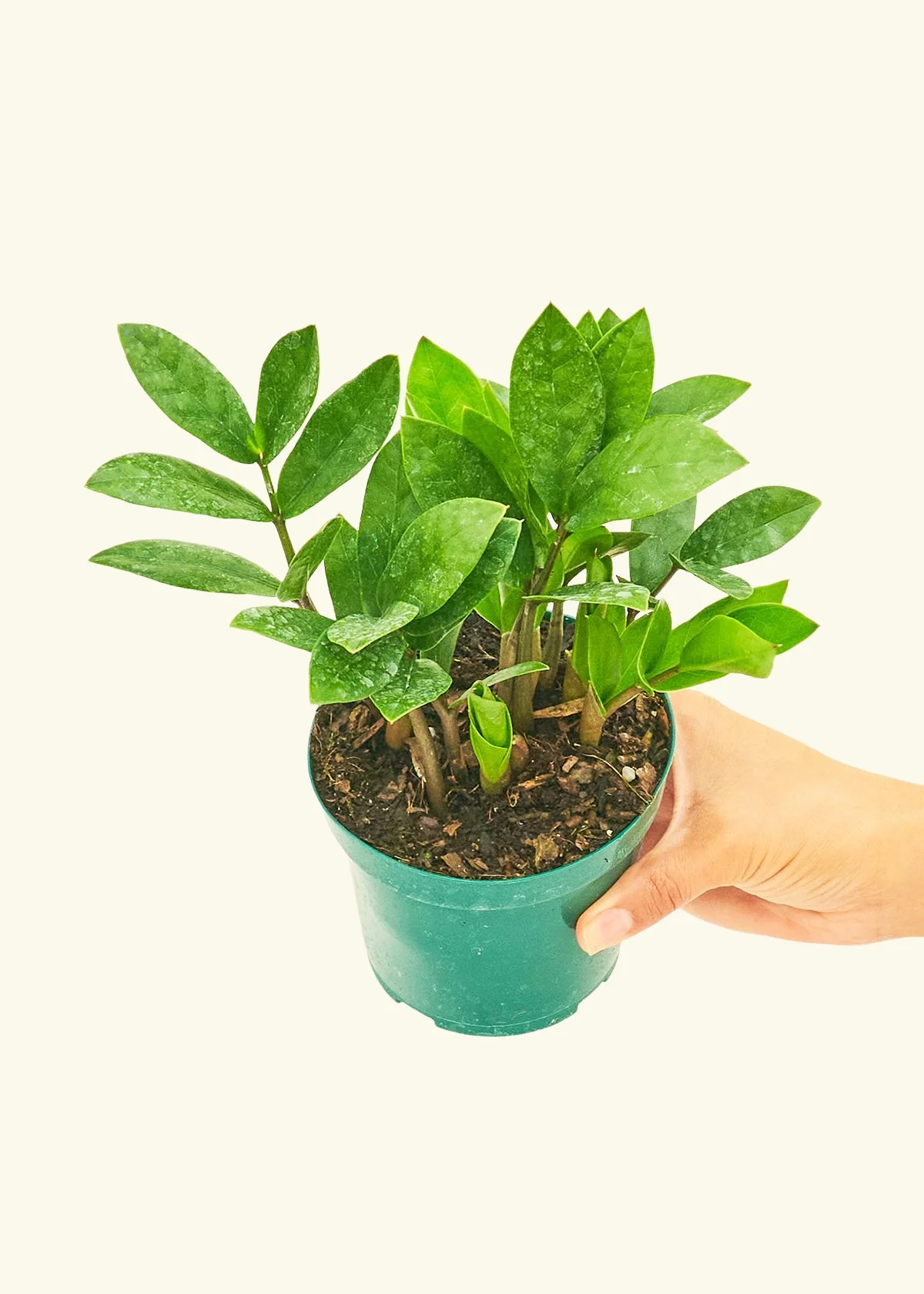 ZZ Plant, Small - Image 3