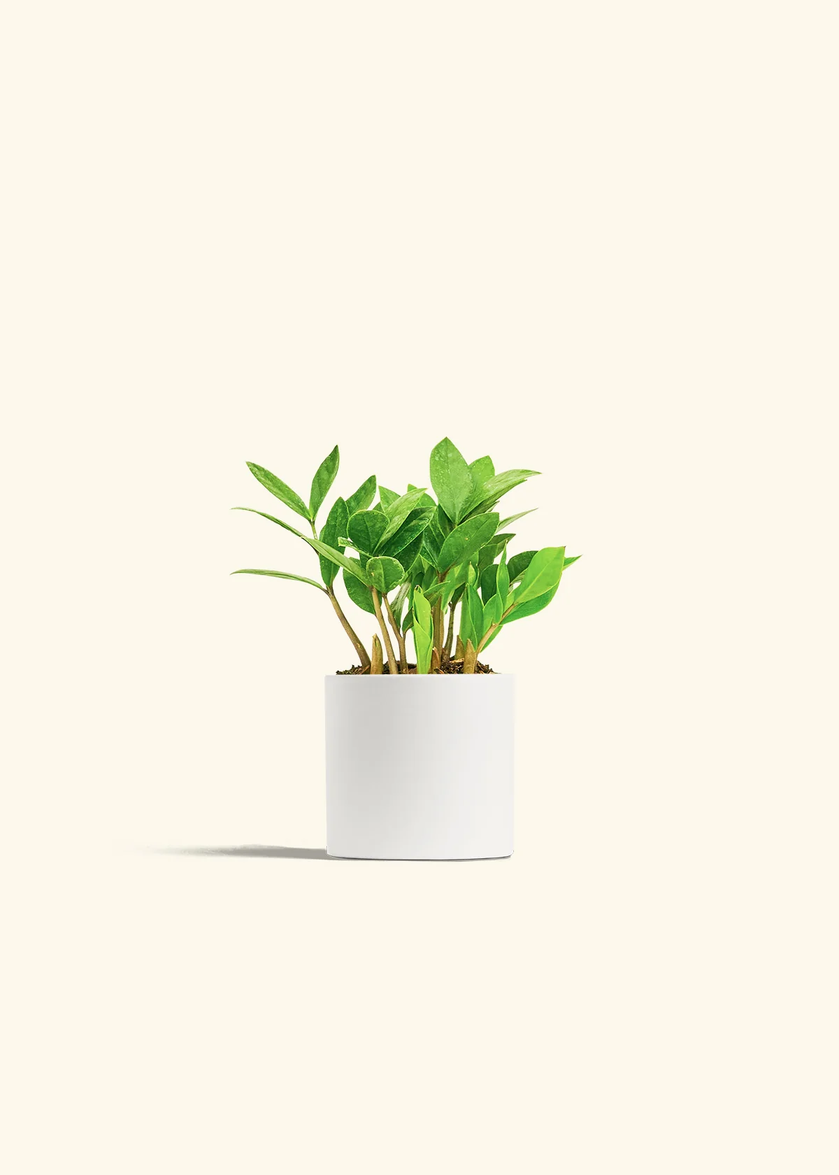 ZZ Plant, Small - Image 4
