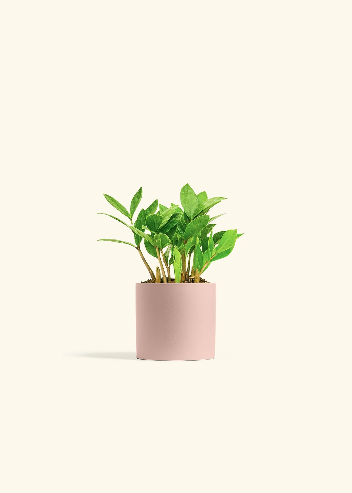 ZZ Plant, Small - Image 5