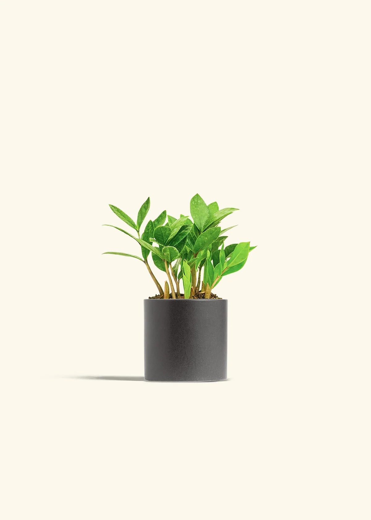 ZZ Plant, Small - Image 6