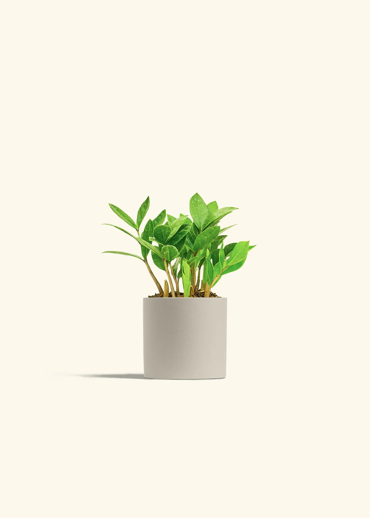 ZZ Plant, Small - Image 7
