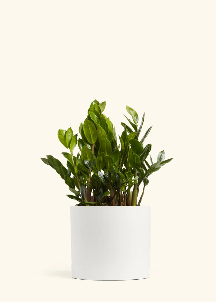 ZZ Plant, XL - Image 2