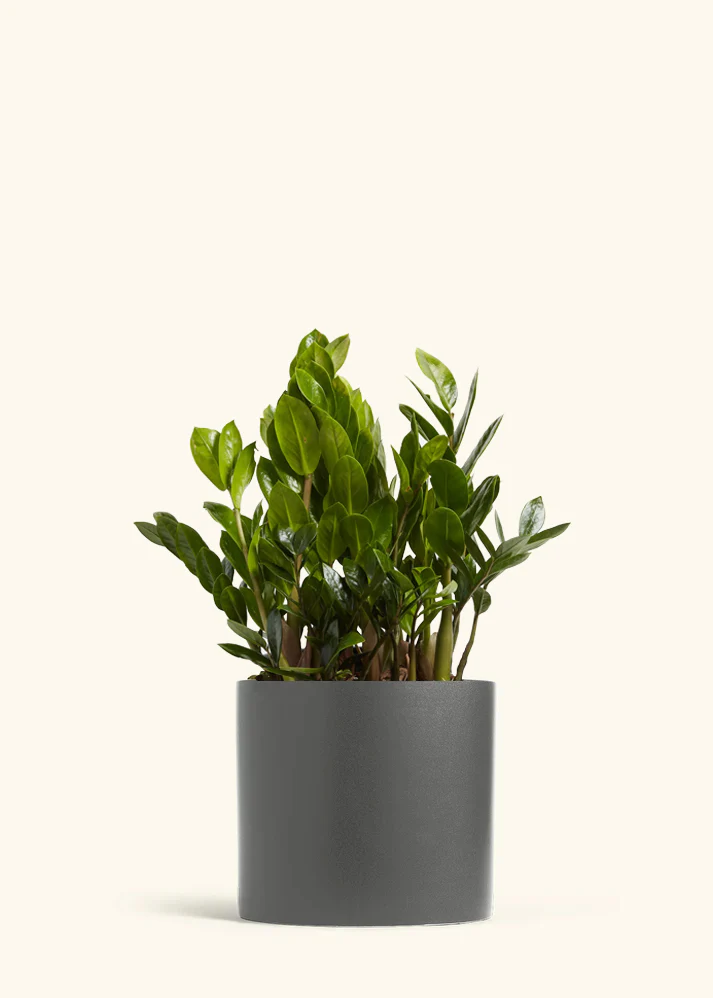 ZZ Plant, XL - Image 4