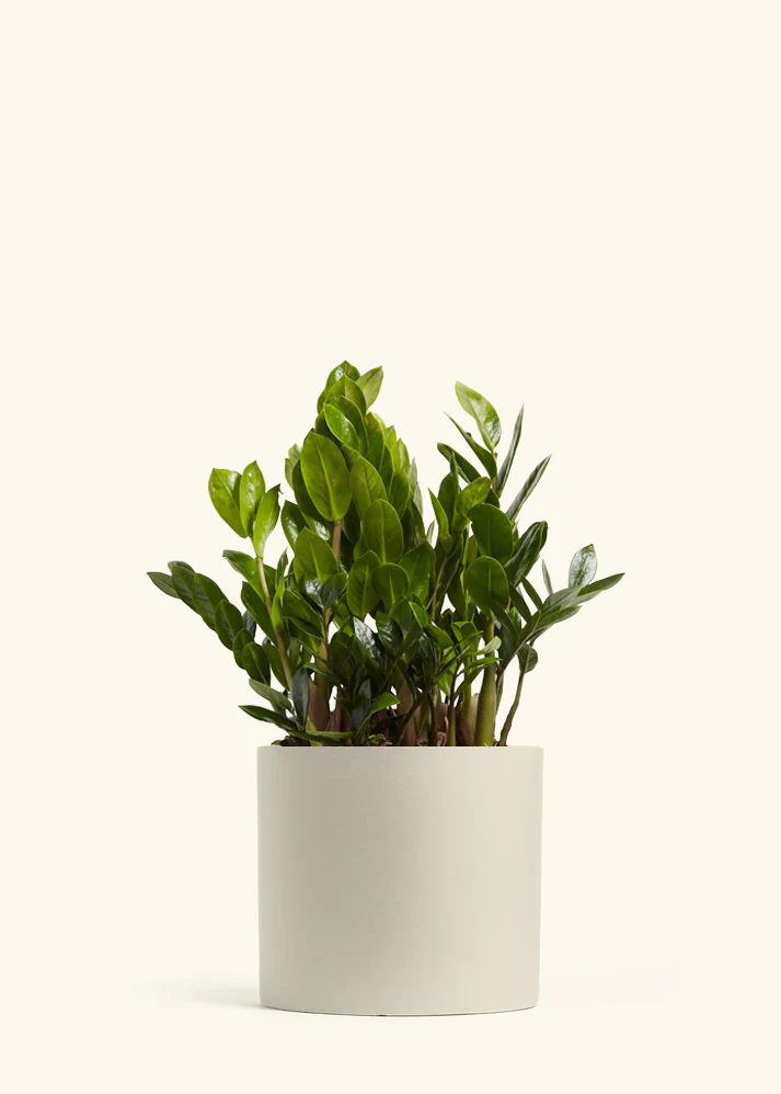 ZZ Plant, XL - Image 5